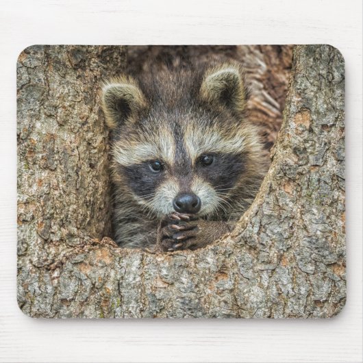 Raccon Nestled Inside a Tree Hollow Muismat (Voorkant)