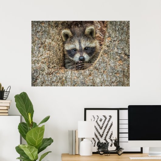 Raccon Nestled Inside a Tree Hollow Poster (Thuiskantoor)