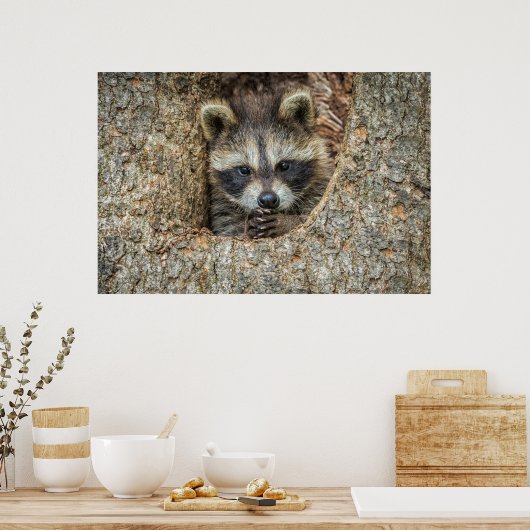 Raccon Nestled Inside a Tree Hollow Poster (Keuken)