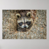 Raccon Nestled Inside a Tree Hollow Poster (Voorkant)
