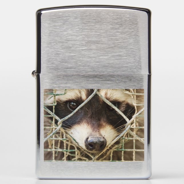 RACCON over Zippo Lighter (Voorkant)