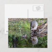 Raccon Reflection Briefkaart (Voorkant / Achterkant)