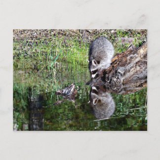 Raccon Reflection Briefkaart