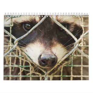 raccon sur le calendrier