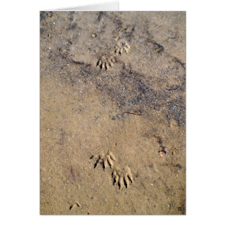 Raccon Tracks op Caladesi Island Beach
