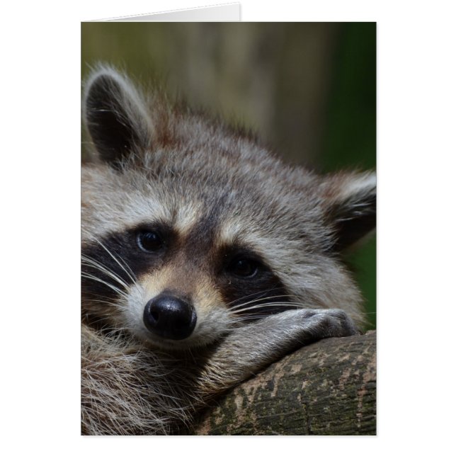 Raccoon (Devant)