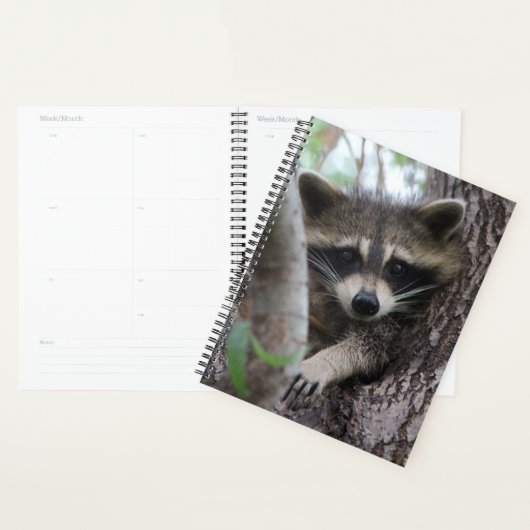 Raccoon (Devant avec enveloppe)
