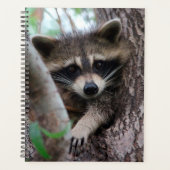 Raccoon (Devant)