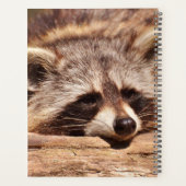 Raccoon (Dos)