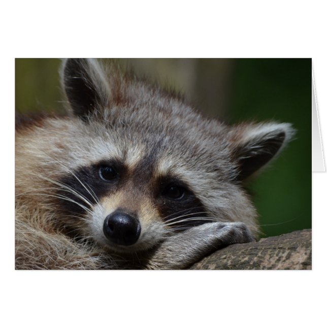 Raccoon (Voorkant Horizontaal)