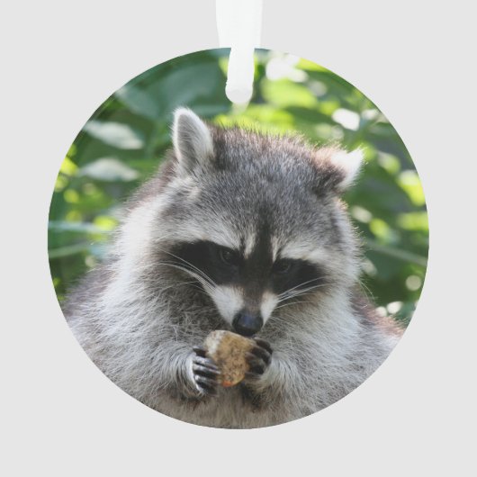 Raccoon 004 (dos)