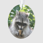 Raccoon 004 (devant)