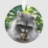 Raccoon 004 (devant)