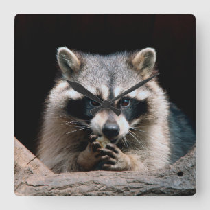 Raccoon 004 vierkante klok