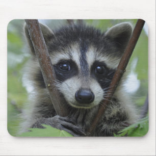 Raccoon - #1005 muismat
