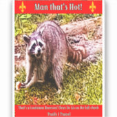 Raccoon Avec Sticker Fleur De Lis (Recto)