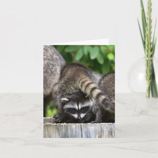 Raccoon baby's! kaart