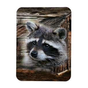 Raccoon bij de oude schuur magneet