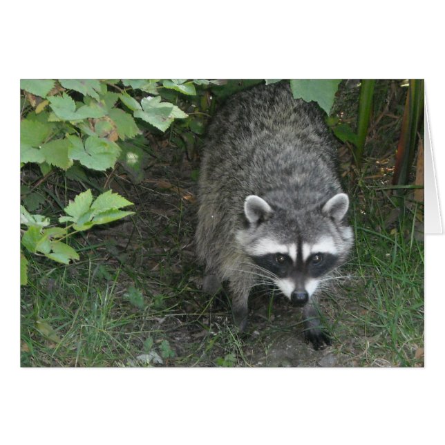 Raccoon - blanco (Voorkant Horizontaal)