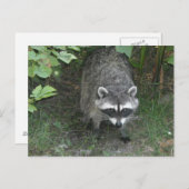 Raccoon Briefkaart (Voorkant / Achterkant)