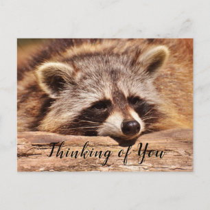 Raccoon Briefkaart
