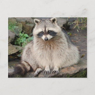Raccoon Briefkaart