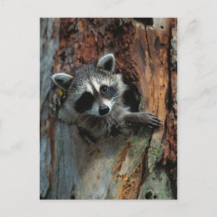 Raccoon Briefkaart