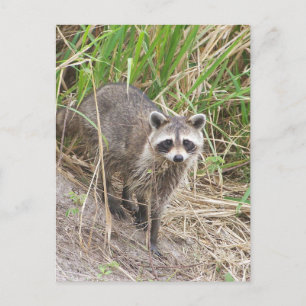 Raccoon Briefkaart