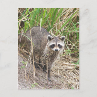 Raccoon Briefkaart