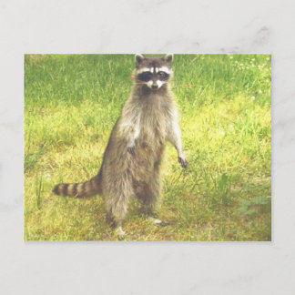 Raccoon Briefkaart