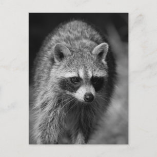 Raccoon Close Up Portrait - Wildlife Fotografie Briefkaart