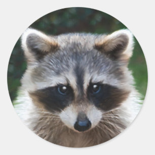 Raccoon Coon Animaux sauvages Stickers Faune