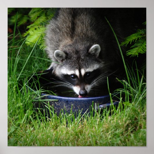 Raccoon Drink afdrukken Poster (Voorkant)