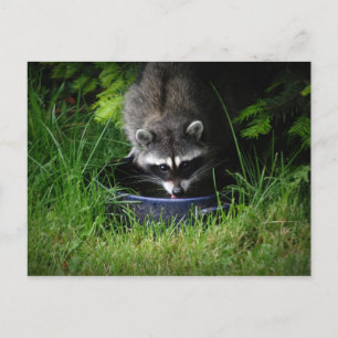 Raccoon Drink Briefkaart