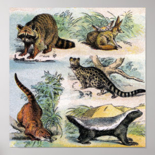 Raccoon, Fennec Fox, Coati, Genets en Ratel Poster