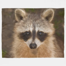 Raccoon