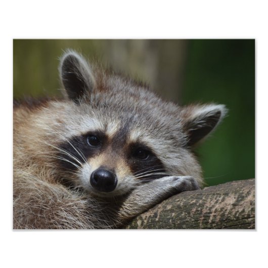 Raccoon Foto Afdruk (Voorkant)
