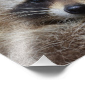 Raccoon Foto Afdruk (Hoek)