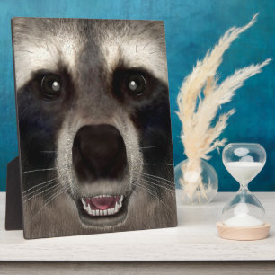 Raccoon Fotoplaat