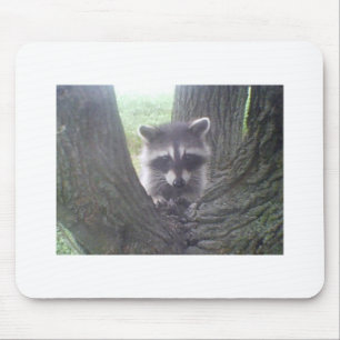 Raccoon in de boom muismat