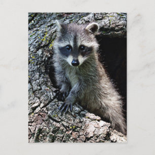 Raccoon in Den Haag Briefkaart