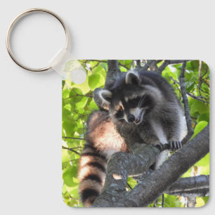 Raccoon in een boom sleutelhanger