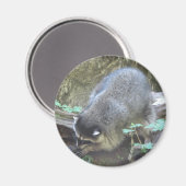 Raccoon Magneet (Voorkant / Achterkant)