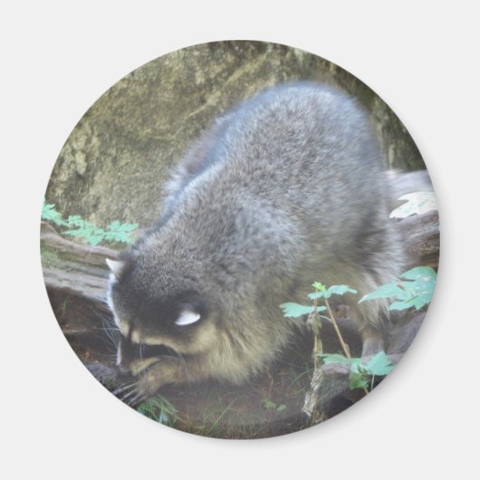 Raccoon Magneet (Voorkant)