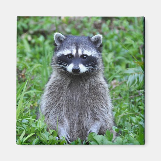 Raccoon Magneet (Voorkant)