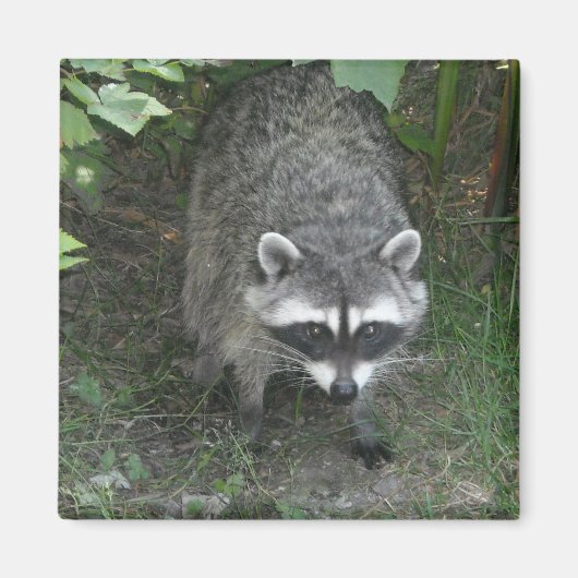 Raccoon Magneet (Voorkant)
