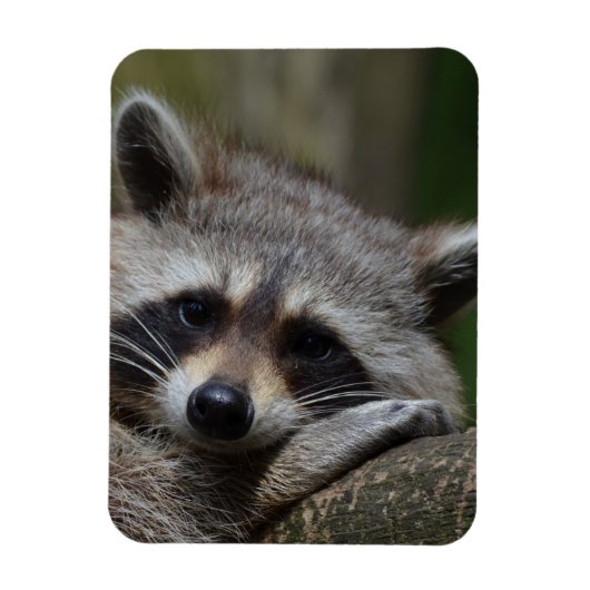 Raccoon Magneet (Verticaal)