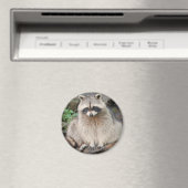 Raccoon Magneet (Insitu (Vaatwasser))