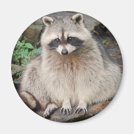 Raccoon Magneet (Voorkant)