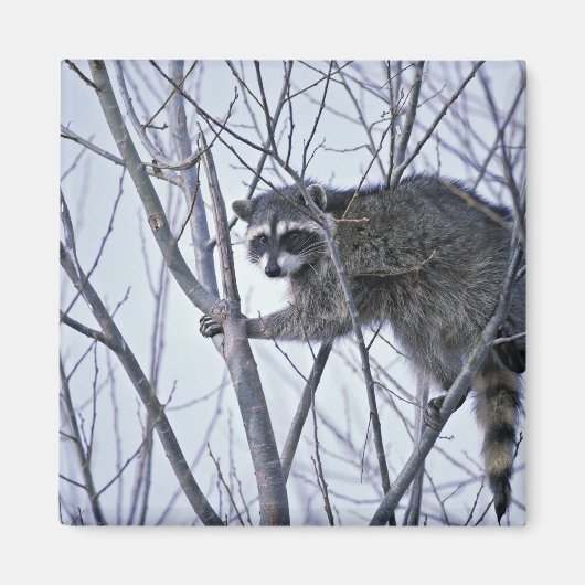 Raccoon Magneet (Voorkant)
